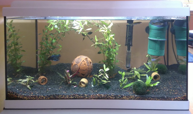 Fischwohnung