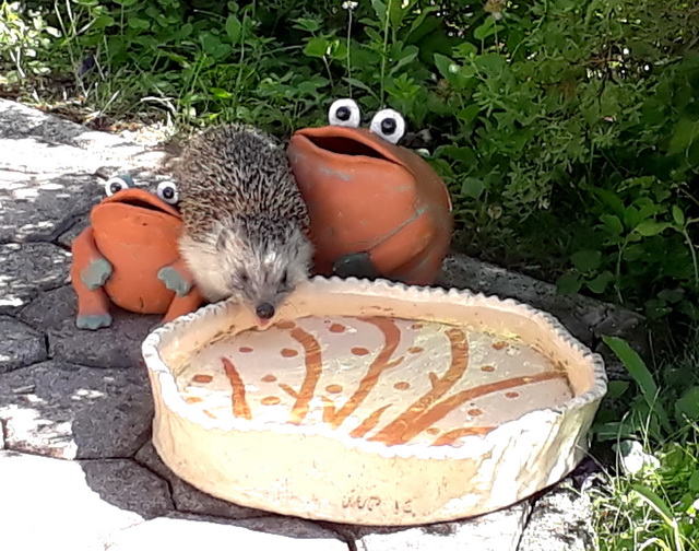Froesche mit Igel
